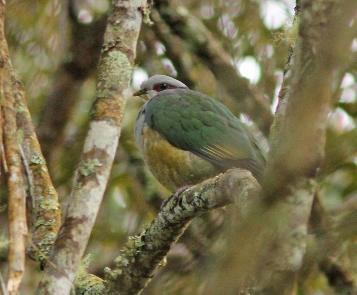 Red-eared Fruit-Dove (Red-eared) - ML205256291