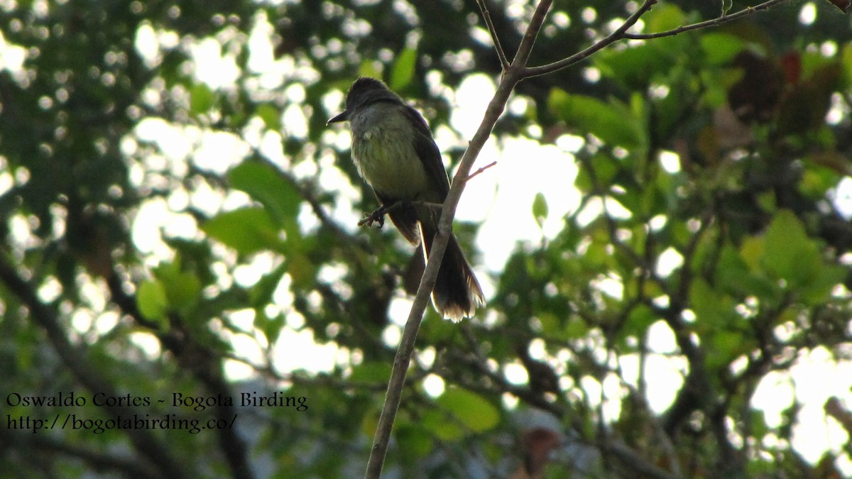 Apical Flycatcher - Anonymous