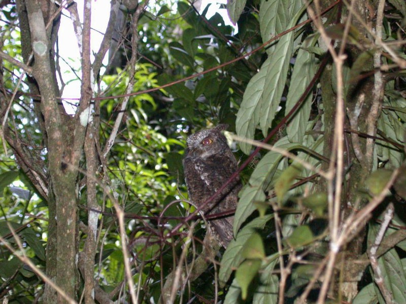 Mindanao Scops-Owl - ML205260341
