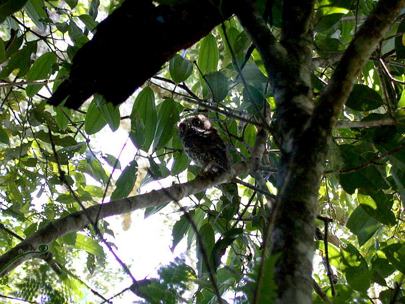 Mindanao Scops-Owl - Wim Heylen