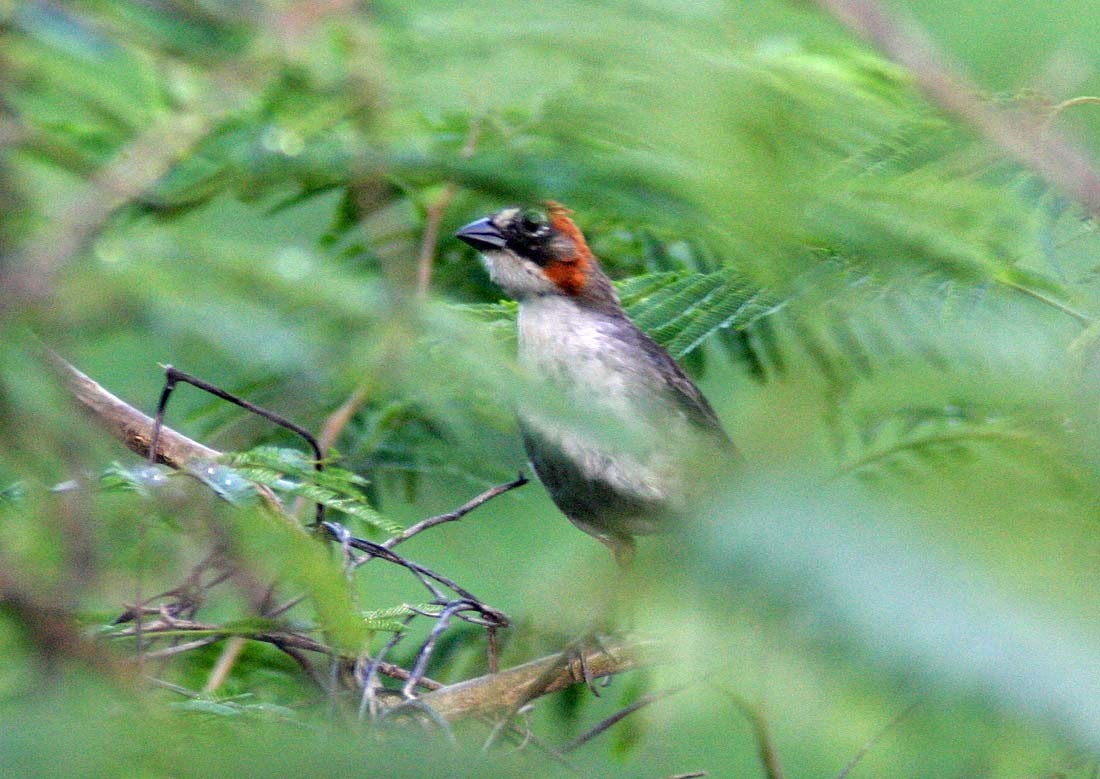 Rusty-crowned Ground-Sparrow - Martin Reid