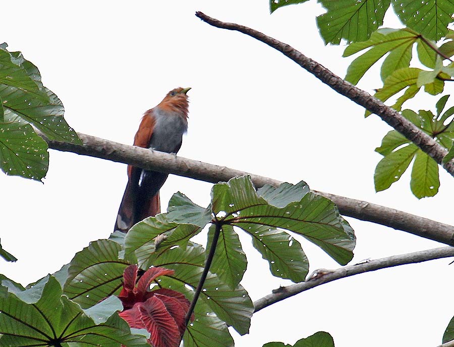 Squirrel Cuckoo (West Mexico) - Martin Reid