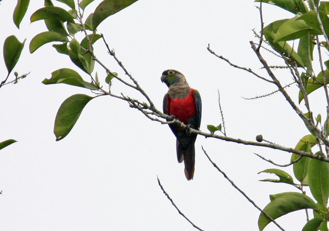 Crimson-bellied Parakeet - ML205260571
