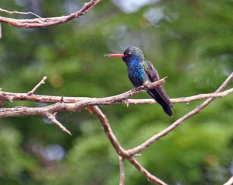 Turquoise-crowned Hummingbird - Martin Reid