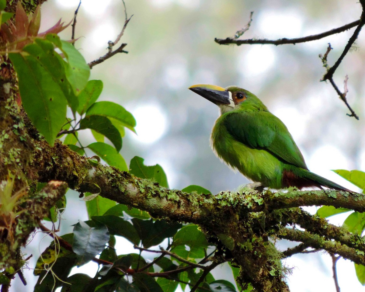 Southern Emerald-Toucanet (Andean) - ML205260731
