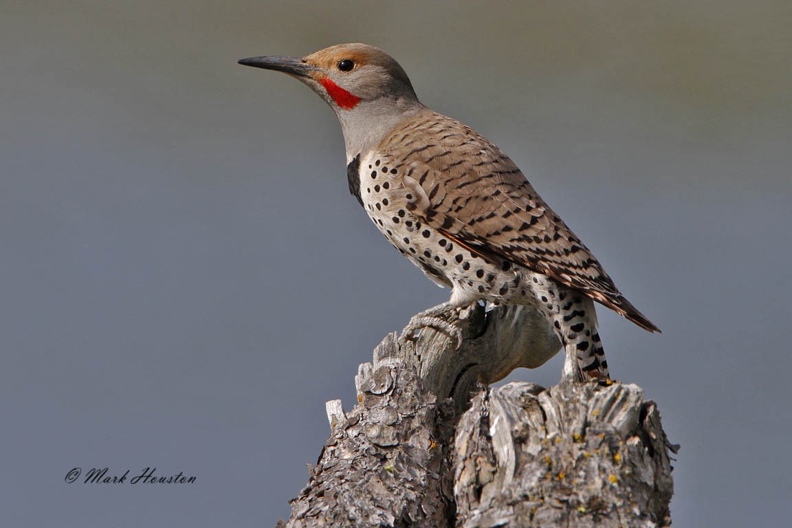 Northern Flicker (Red-shafted) - Mark Houston