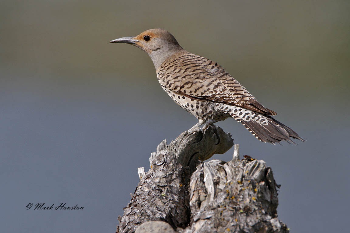 Northern Flicker (Red-shafted) - Mark Houston