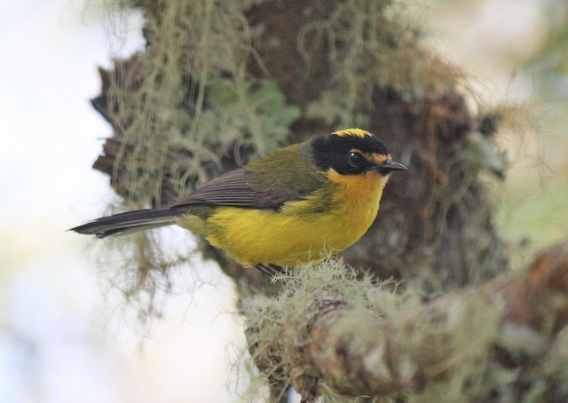 Photos - Yellow-crowned Redstart - Myioborus flavivertex - Birds of the ...