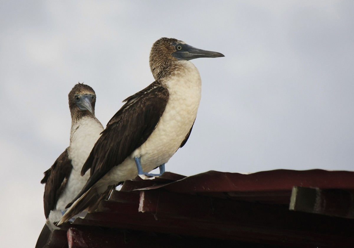 Blue-footed Booby - ML205262721