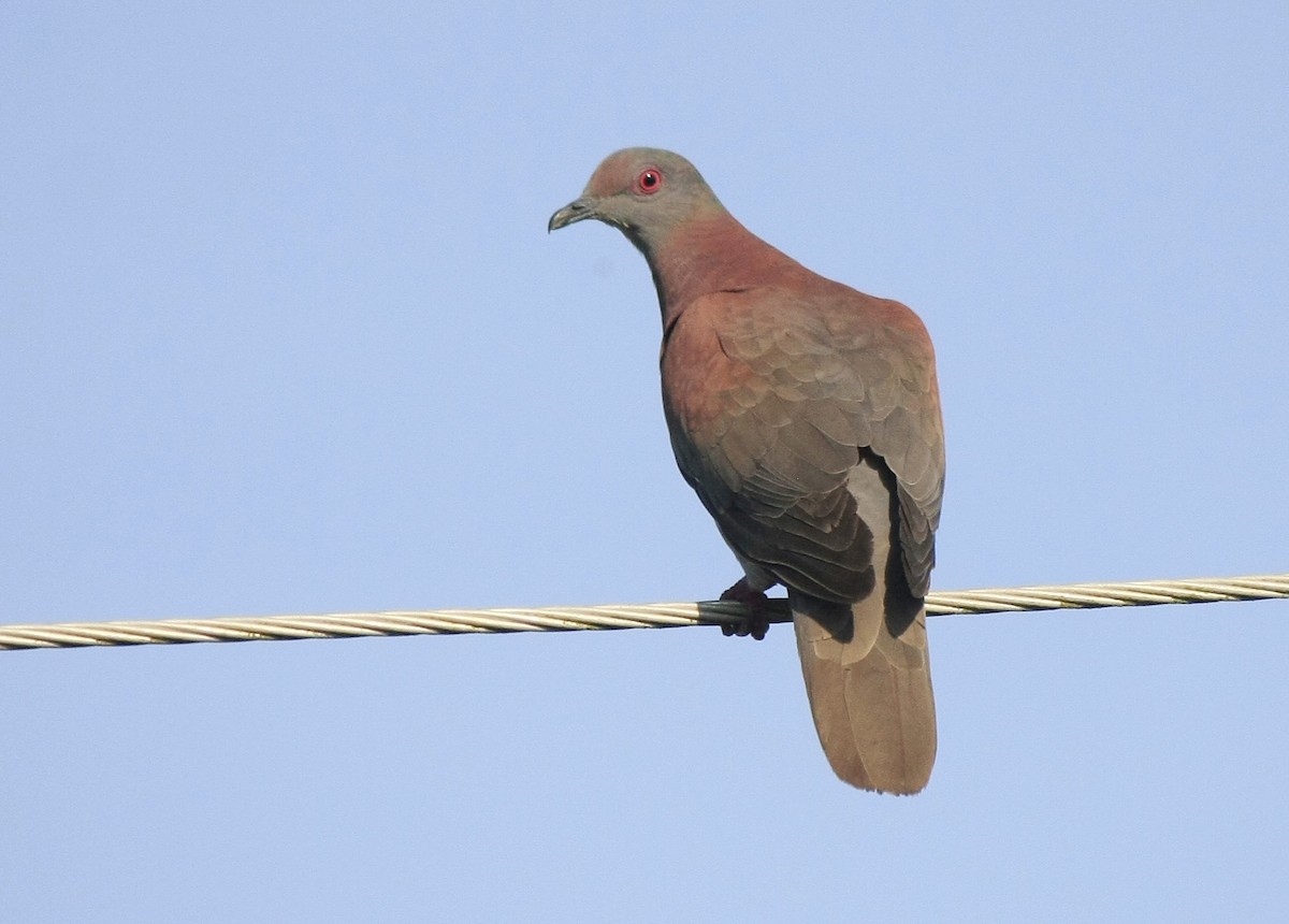 Pigeon rousset - ML205262751