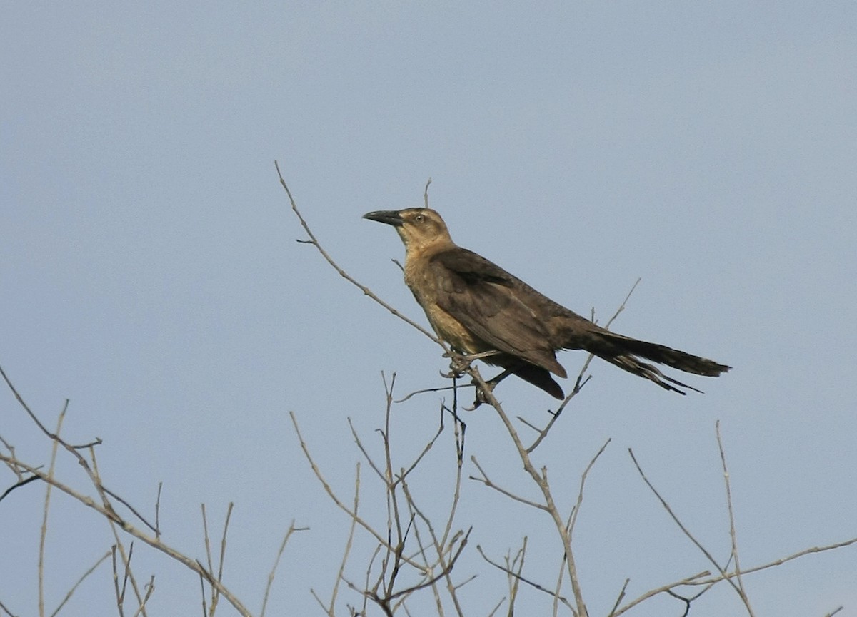 Great-tailed Grackle (Great-tailed) - ML205262761