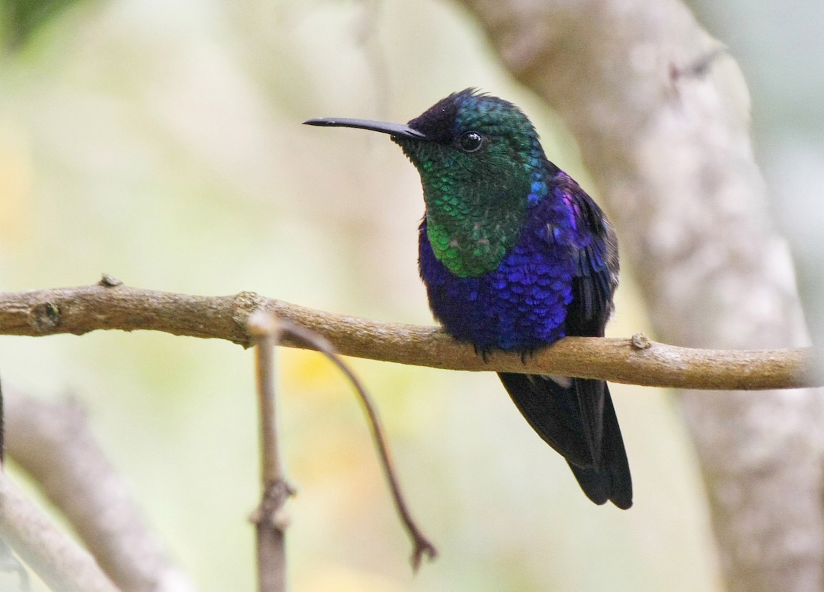 Crowned Woodnymph (Colombian Violet-crowned) - ML205262821