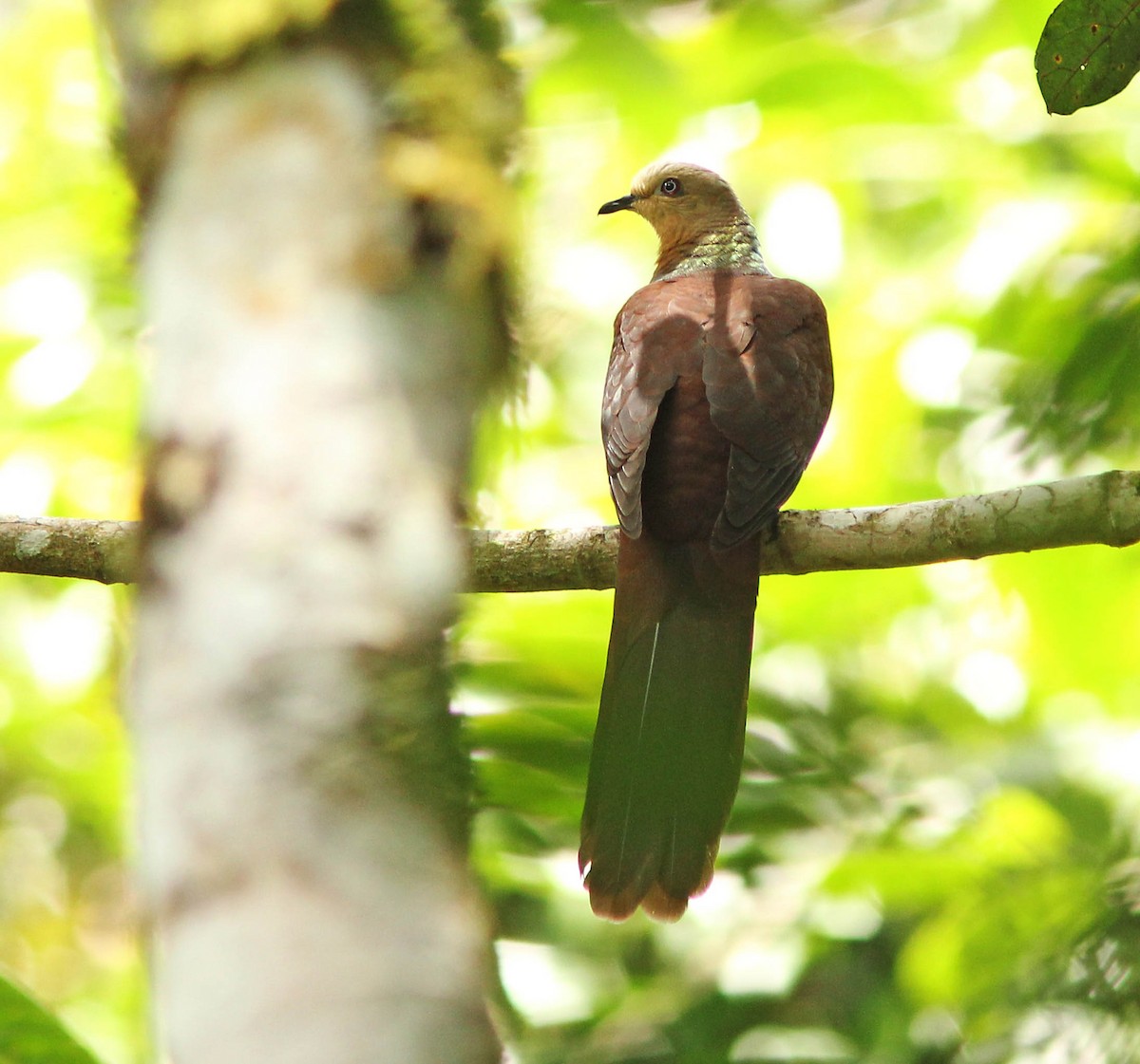 Sultan's Cuckoo-Dove (Sulawesi) - David Beadle