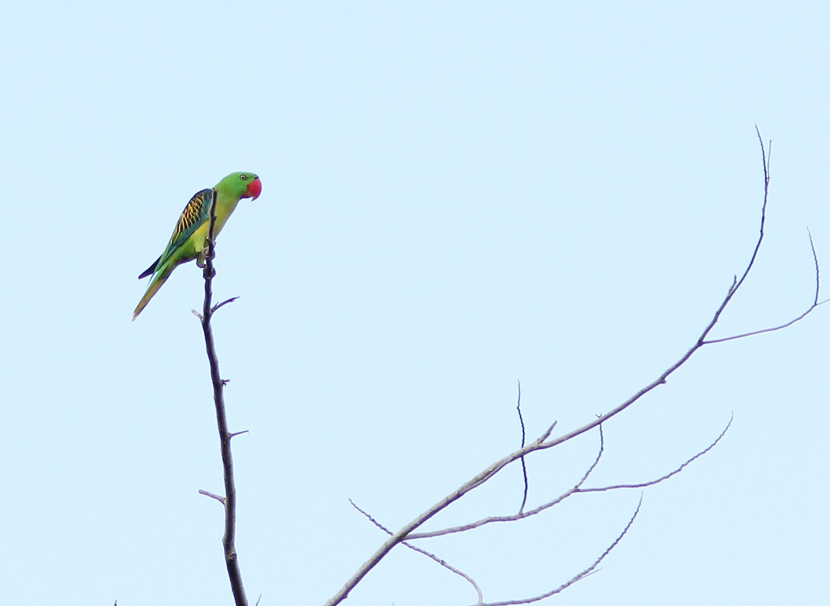 Great-billed Parrot - ML205262971