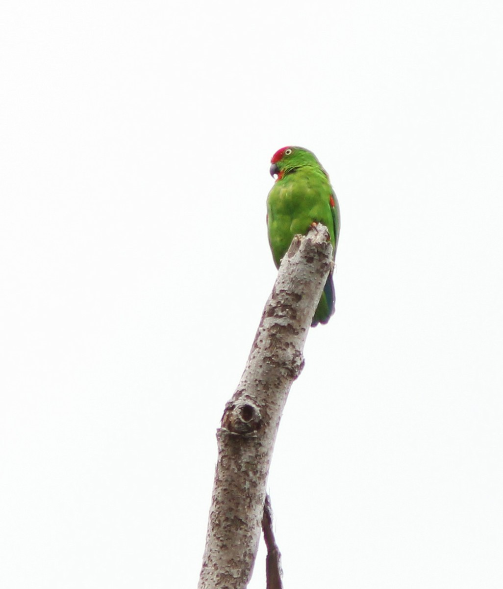 Sulawesi Hanging-Parrot - ML205262981