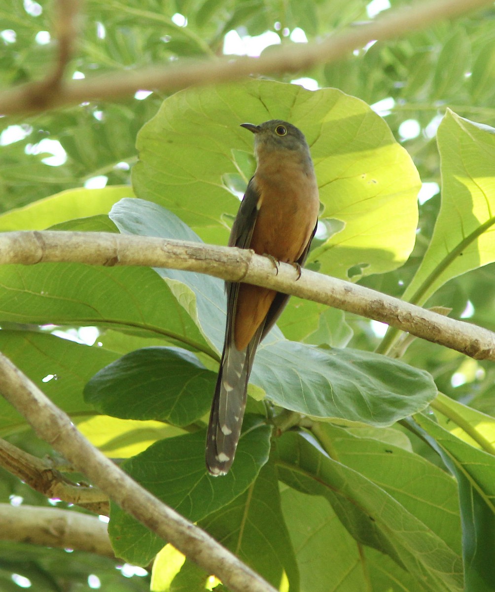 Brush Cuckoo (Sulawesi) - David Beadle