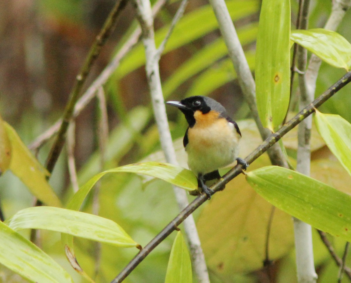Spectacled Monarch (Halmahera) - ML205263101