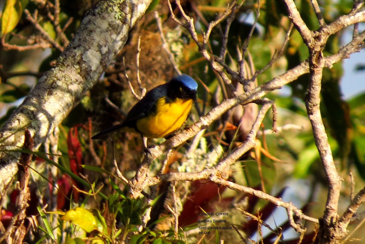 Black-cheeked Mountain Tanager - Anonymous