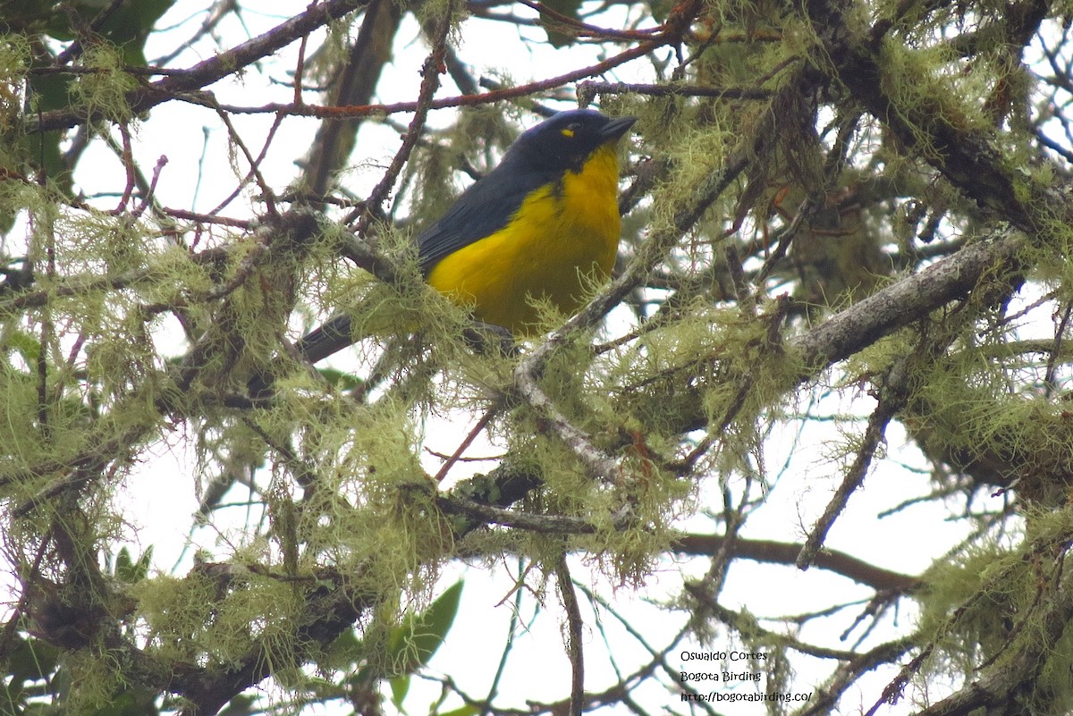 Black-cheeked Mountain Tanager - Anonymous