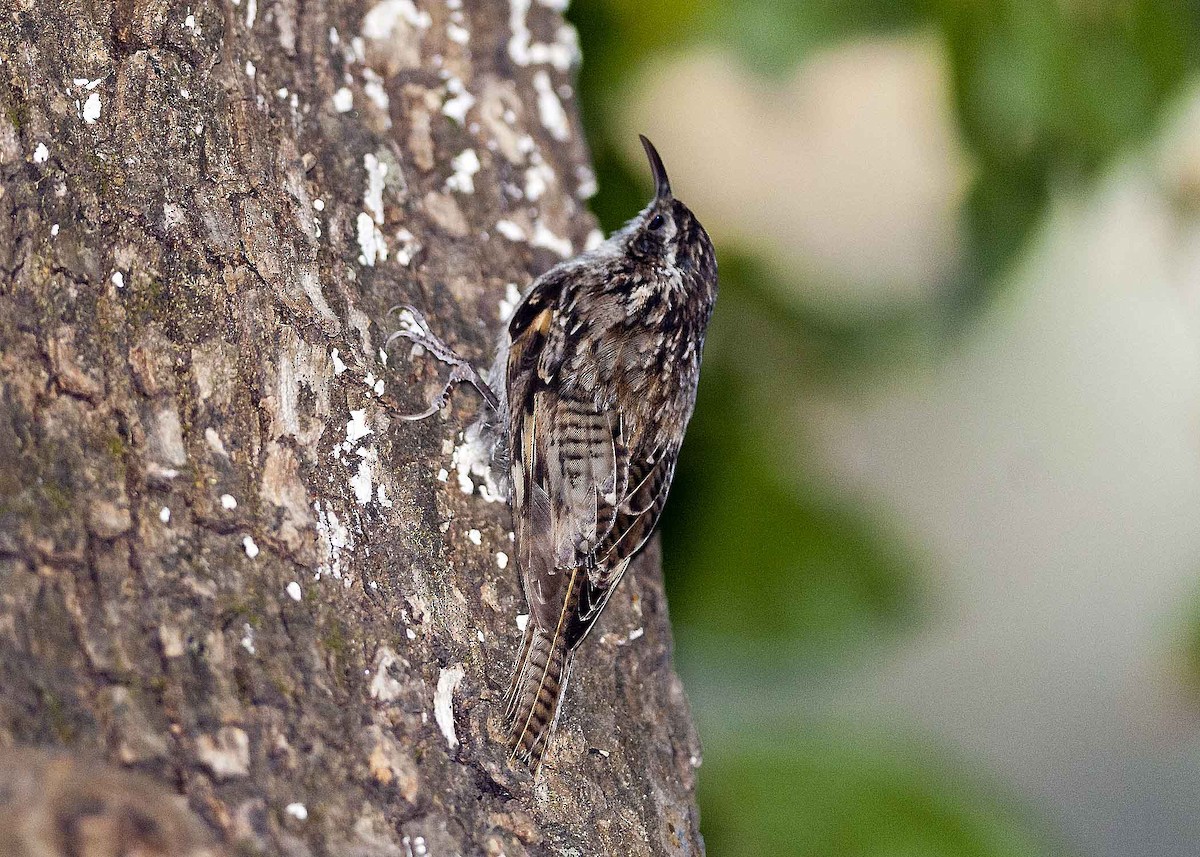 Bar-tailed Treecreeper - Allan Hopkins