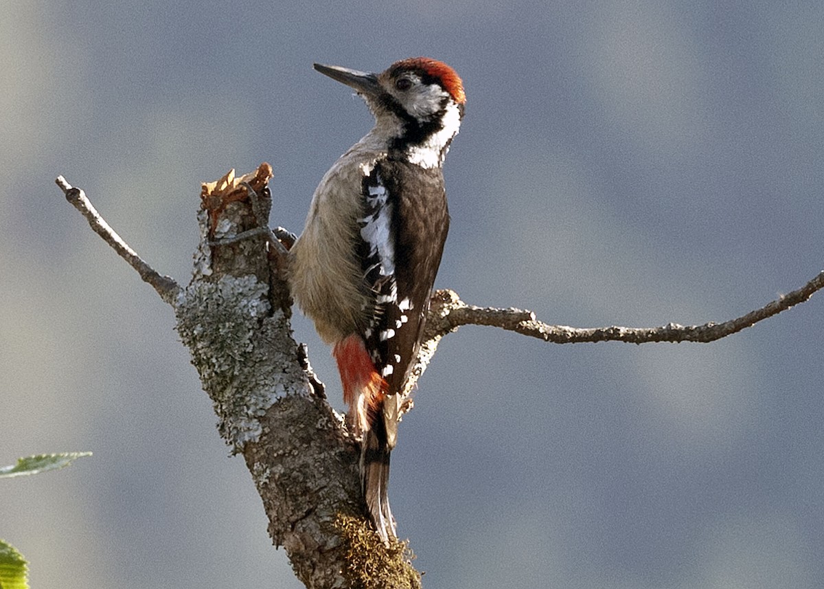 Himalayan Woodpecker - ML205267161