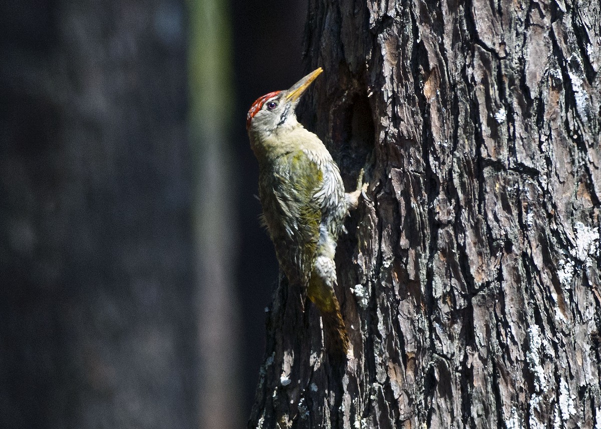 Scaly-bellied Woodpecker - Allan Hopkins