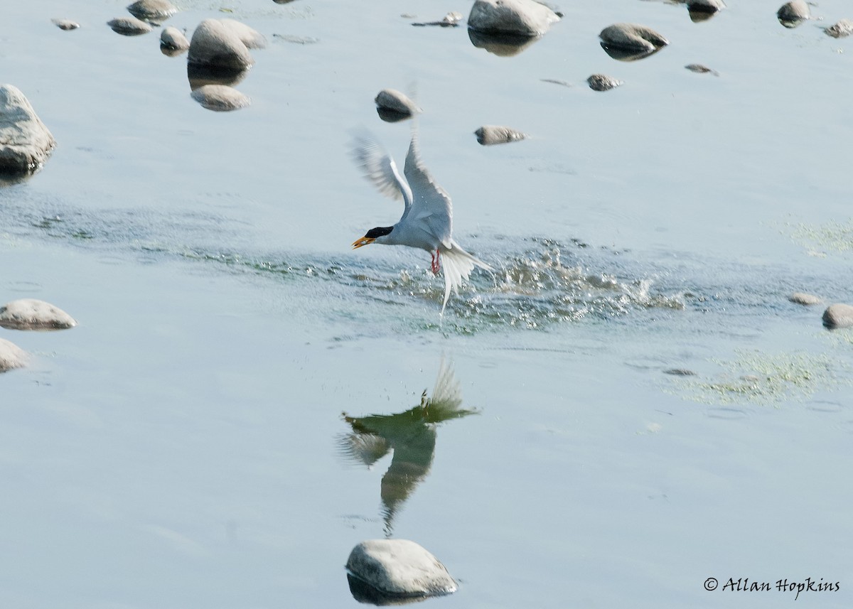 River Tern - Allan Hopkins