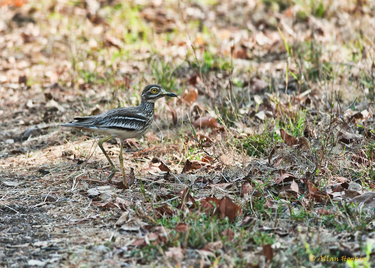 Indian Thick-knee - Allan Hopkins