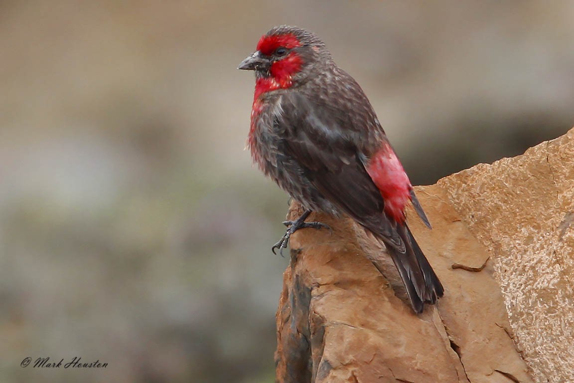 Red-fronted Rosefinch - ML205267381