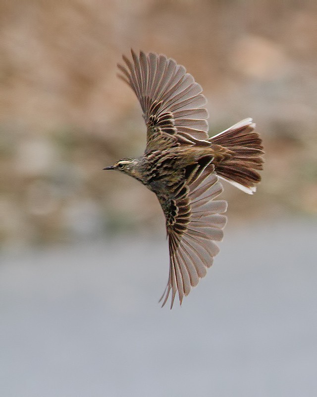 Rosy Pipit - ML205267391