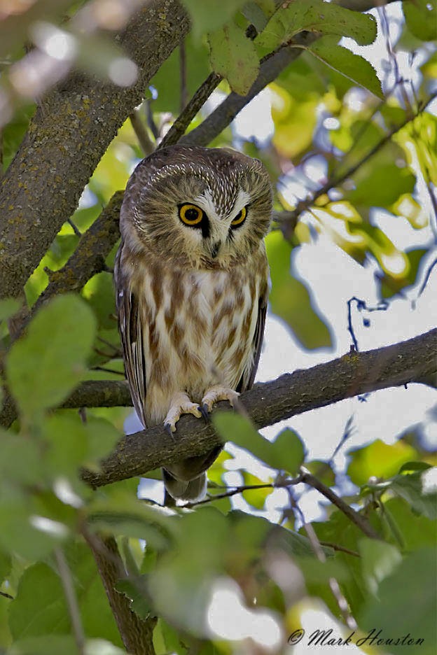 Northern Saw-whet Owl (acadicus) - Mark Houston