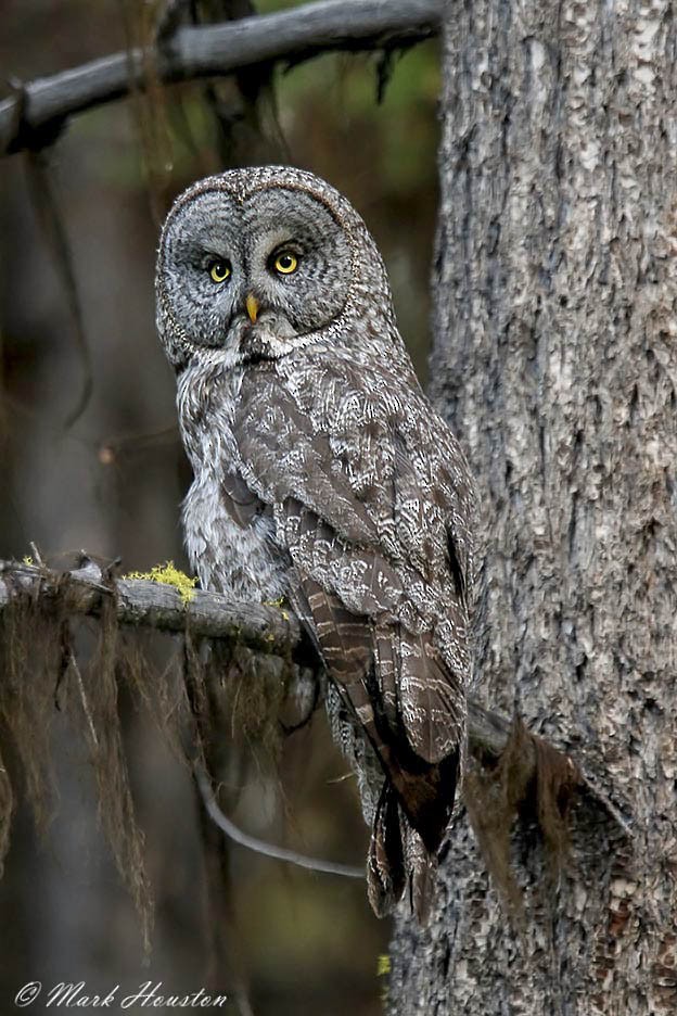 Great Gray Owl (American) - Mark Houston