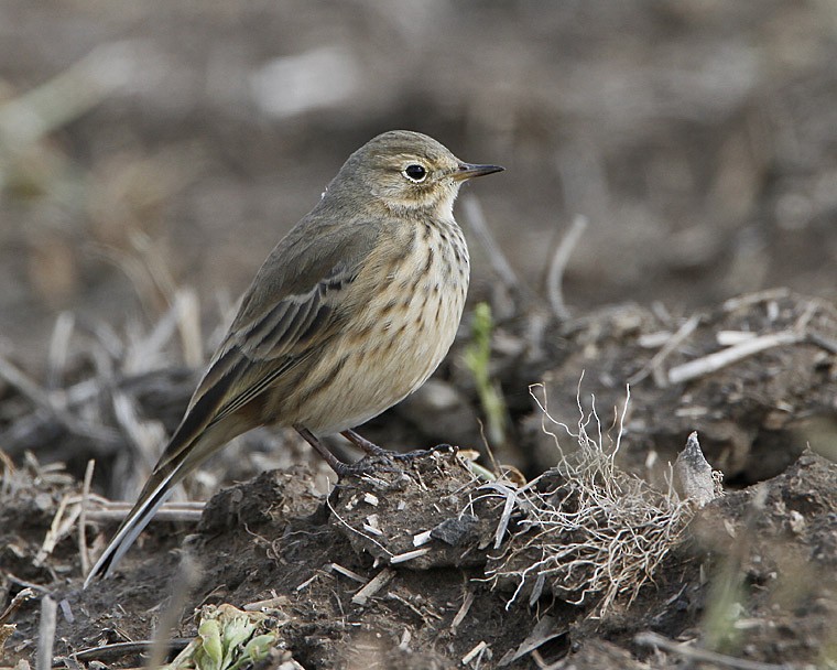 American Pipit (rubescens Group) - Mark Houston