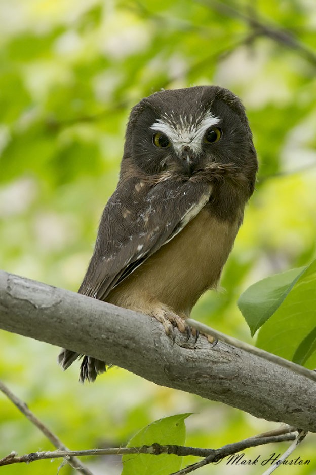 Northern Saw-whet Owl (acadicus) - Mark Houston