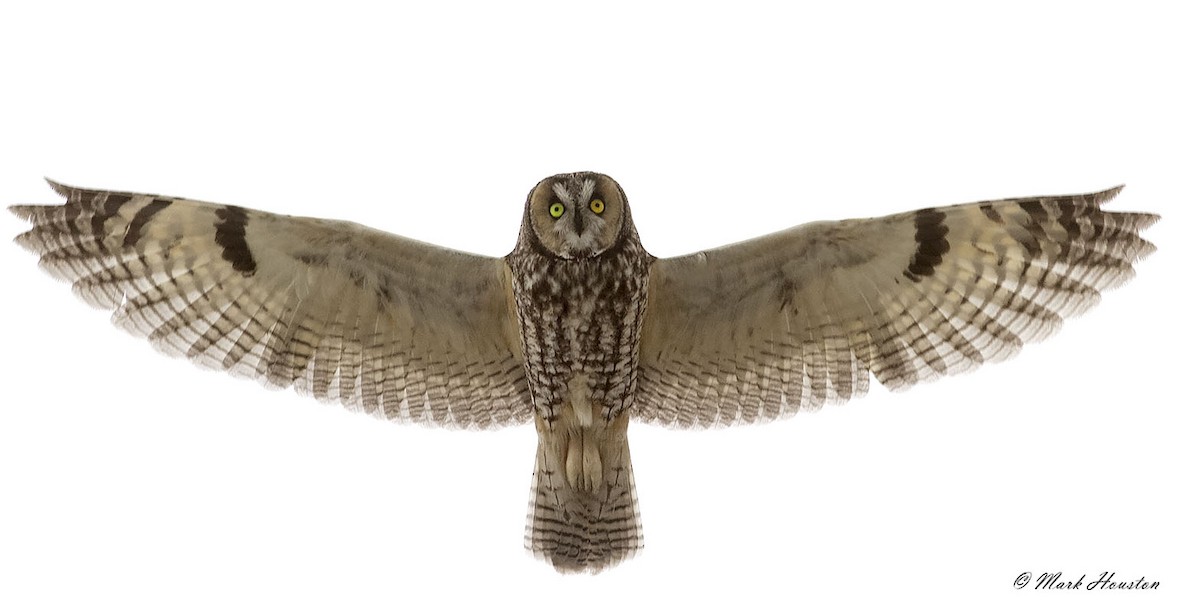 Long-eared Owl (American) - Mark Houston