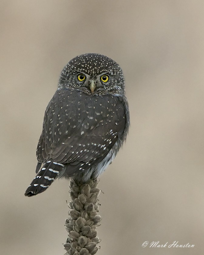 Northern Pygmy-Owl (Pacific) - Mark Houston