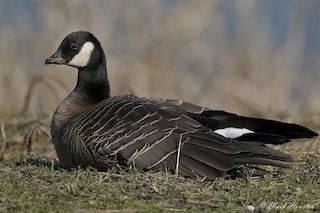 Cackling Goose (minima), ML205267701