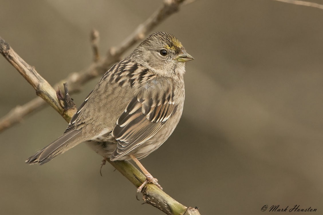 Golden-crowned Sparrow - Mark Houston