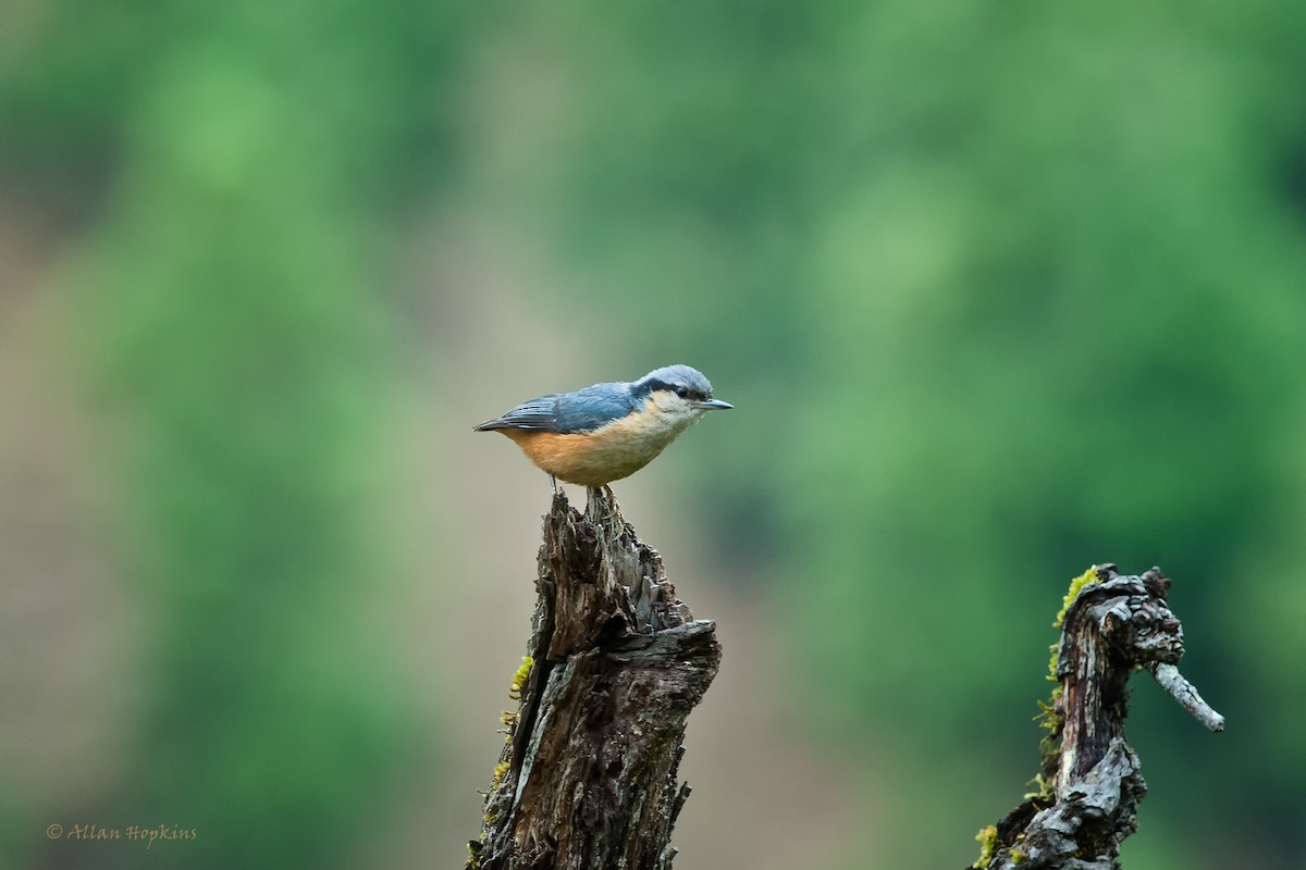 White-tailed Nuthatch - ML205269061