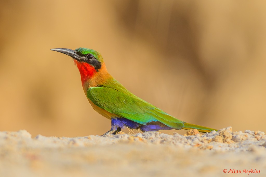 Red-throated Bee-eater - Allan Hopkins