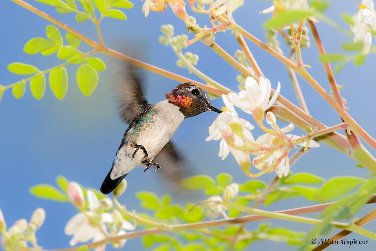 Bee Hummingbird - Allan Hopkins