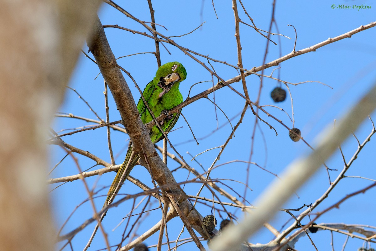 Cuban Parakeet - Allan Hopkins