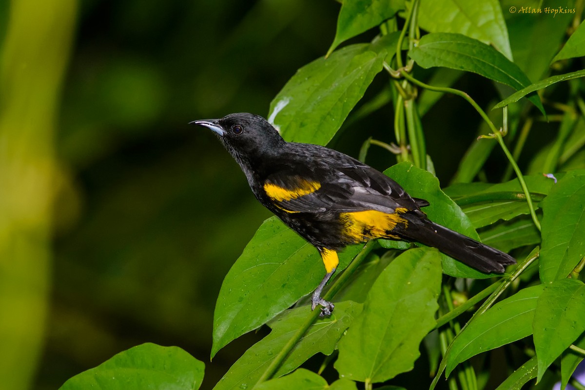 Cuban Oriole - Allan Hopkins