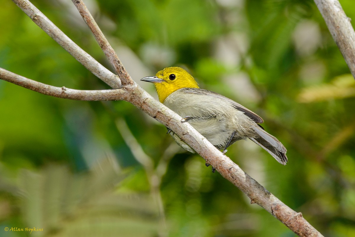 Yellow-headed Warbler - Allan Hopkins