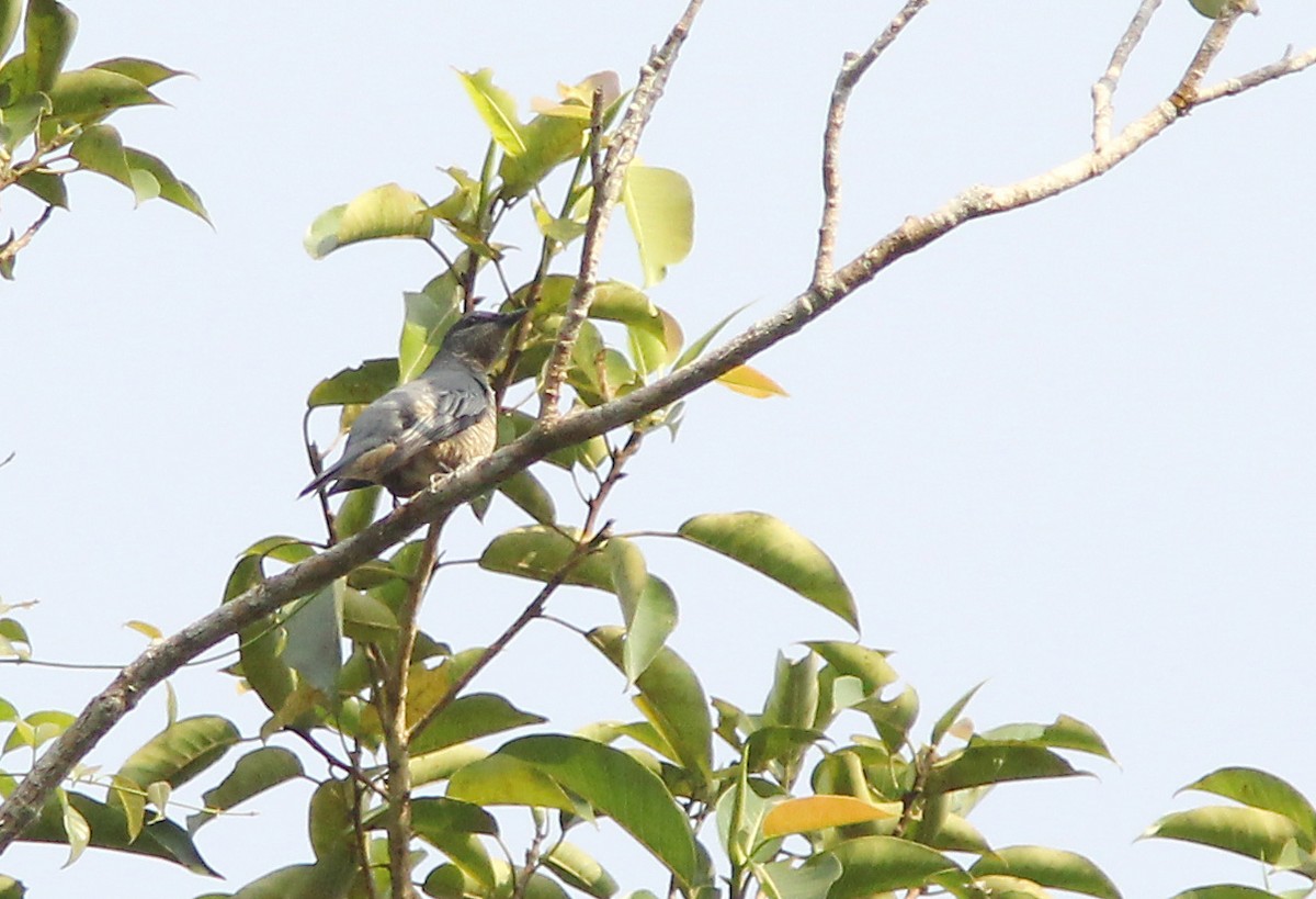 Sulawesi Cicadabird - ML205269581