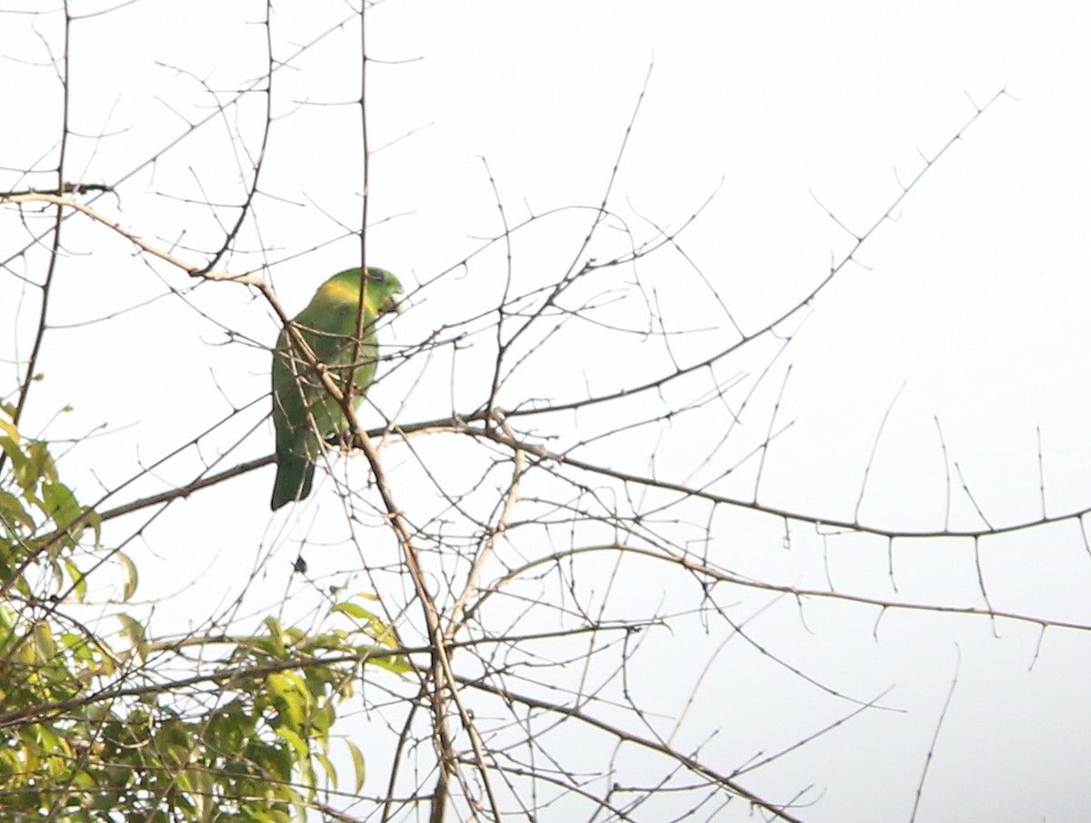 Yellow-breasted Racquet-tail - ML205269591