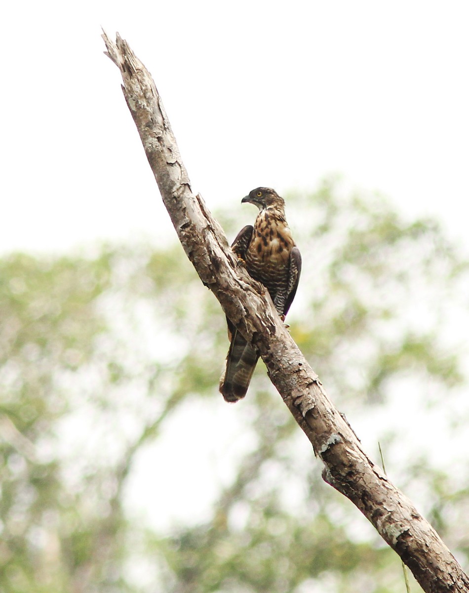 Sulawesi Honey-buzzard - David Beadle
