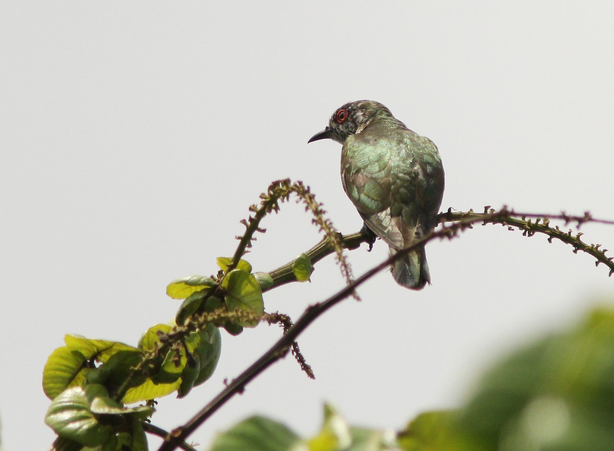 Little Bronze-Cuckoo (Gould's) - David Beadle