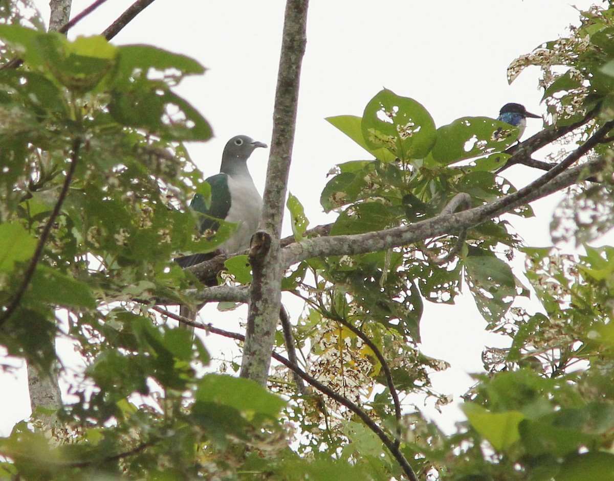 Spectacled Imperial-Pigeon - ML205269941