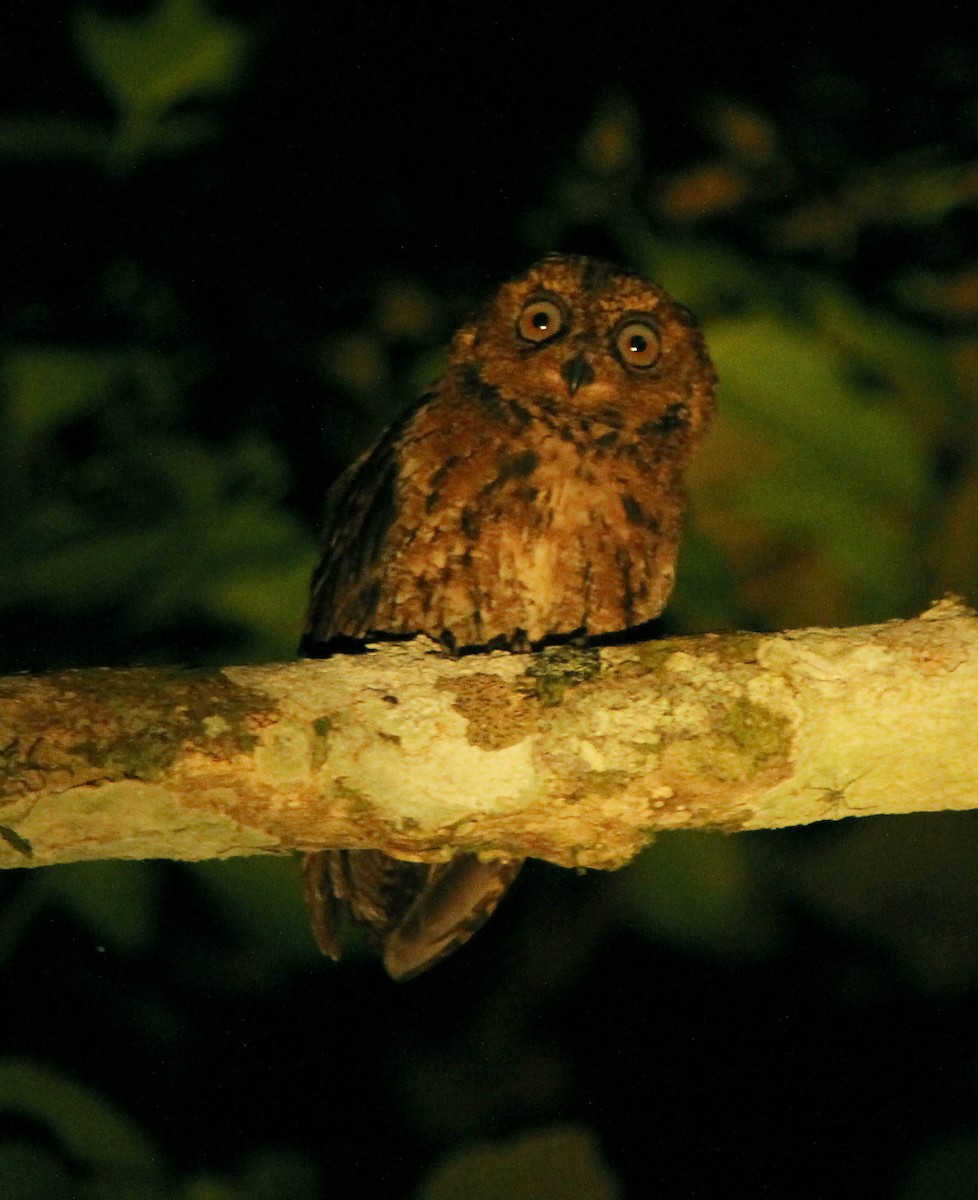 Sulawesi Scops-Owl - David Beadle